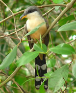 Mangrove Cuckoo