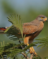 Grasshopper Buzzard