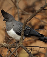 White-bellied Go-away-bird