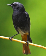 Black Redstart