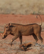 Phacochère de Somalie