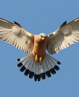 Lesser Kestrel