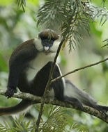 Red-tailed Monkey
