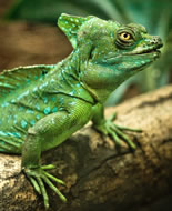 Plumed Basilisk