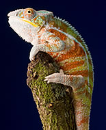Šalmagalvis chameleonas