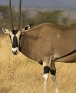 Το Ανατολικής Αφρικής Oryx