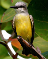 Tropical Kingbird 
