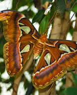 Atlas Moth 