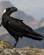 Thick-billed Raven 