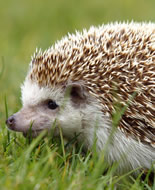 Algerian Hedgehog 