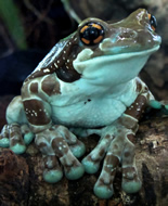 Amazon Milk Frog