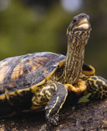 Amerikanische Erdschildkröte