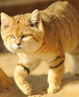 Sand Cat 