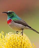 Southern Double-collared Sunbird