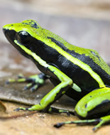 Three-striped Poison Frog