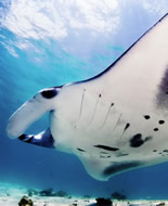 Γιγάντιο ωκεάνιο ψάρι manta ray