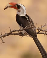 Von der Decken's Hornbill 