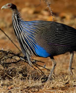 Vulturine Guineafowl 
