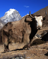 Wild Yak 