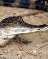 Štíhlý čenich krokodýl