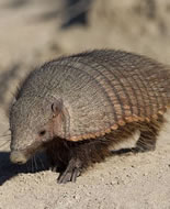 Screaming Hairy Armadillo