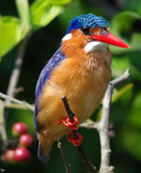Malachite Kingfisher