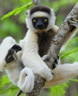 Coquerel's sifaka