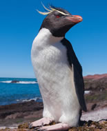 Northern Rockhopper Penguin