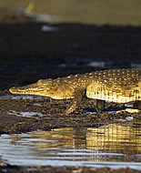 Krokodille fra Nilen