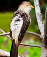 Guira Cuckoo