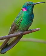 Green Violetear