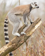 Ring-tailed Lemur