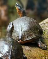 Black River Turtle