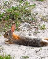 Eastern Cottontail