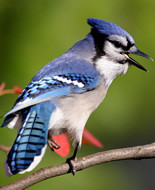 Blue Jay