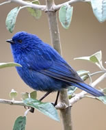 Tit-like Dacnis 