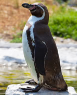 Humboldt Penguin 