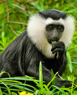 Colobus satanas
