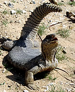 Spiny-tailed Lizard