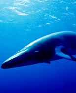 Baleine de Minke