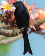 African Drongo