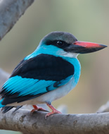 Martin-chasseur à poitrine bleue