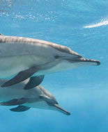 Spinner Dolphin