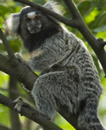 White-headed Marmoset 