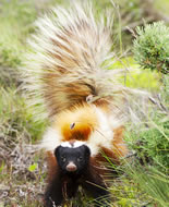 Moufette de Patagonie
