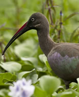 Hadada Ibis 