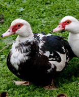 Pézsmaréce