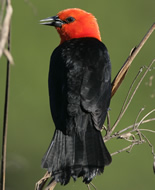 Scarlet-headed blackbird 
