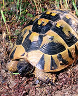 Hermann's Tortoise