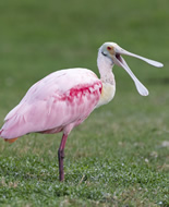 Roseate Spoonbill 